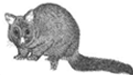 Image Result For Priority Possum Control In The Waikato